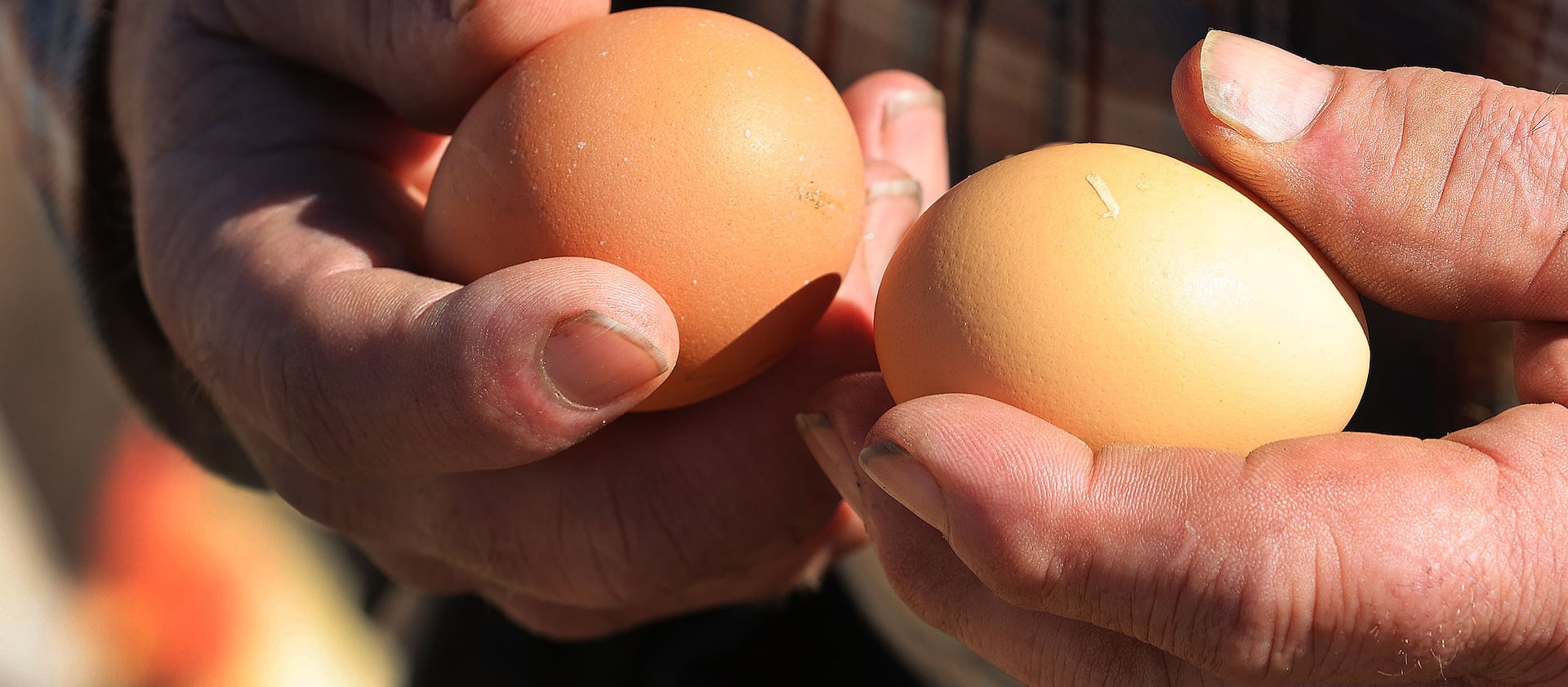 A farmer holds chicken eggs on a ranch in Vernal, Utah.