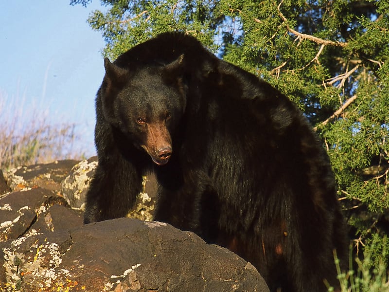 A black bear is pictured in this handout photo from the Utah Department of Natural Resources.