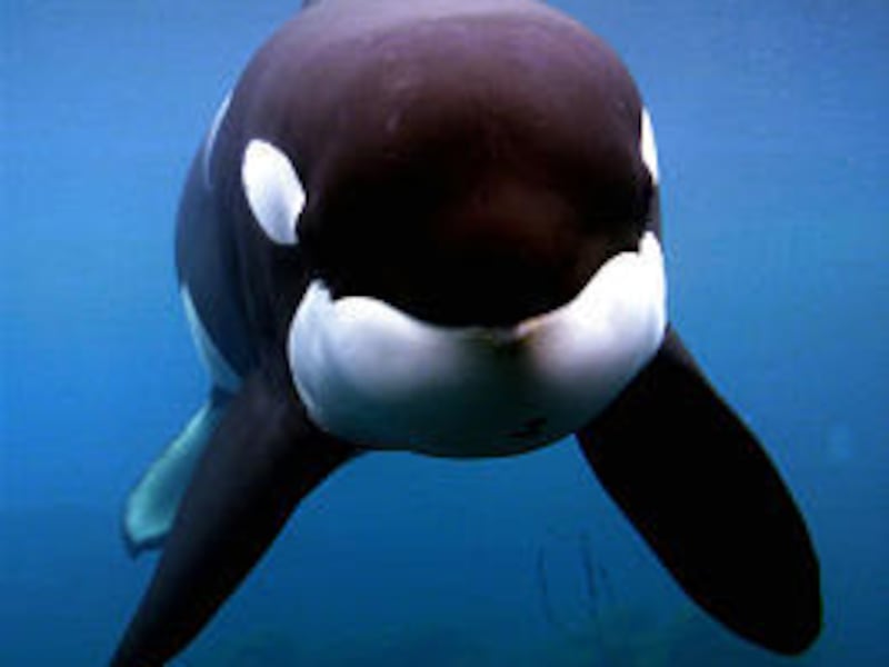 Keiko was freed in 2002 after 25 years in captivity, but he still wanted to be around people and never bonded with other killer whales. He died Friday of pneumonia.