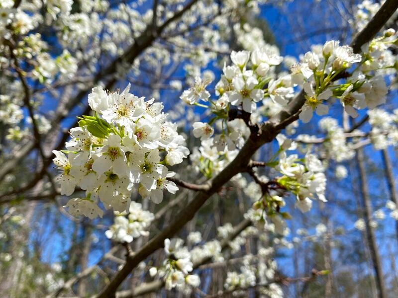 A callery pear tree.