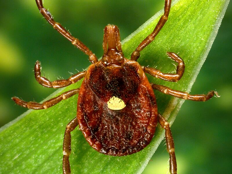 This undated photo provided by the U.S. Centers for Disease Control and Prevention shows a female lone star tick.