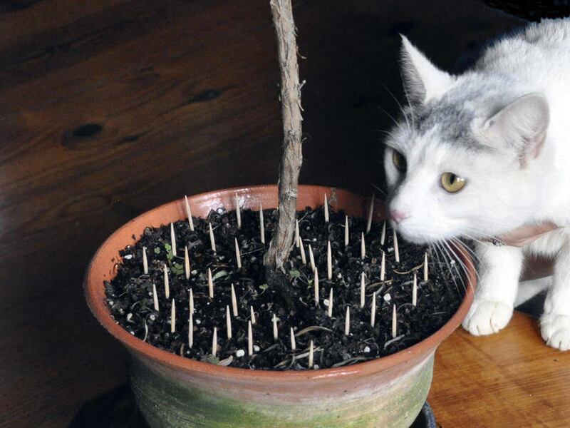 This undated photo shows a cat investigating a potted plant in New Paltz, N.Y. Toothpicks placed in the potting soil can help keep cats away from the soil in potted houseplants.