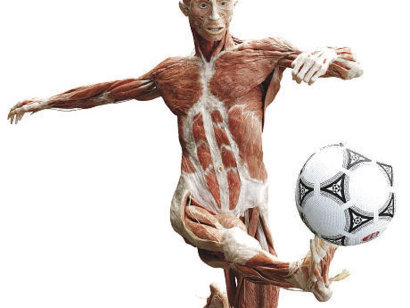 The Gunther von Hagens sculpture is one that will be coming to The Leonardo for the Body Worlds exhibit, which begins Sept. 19 and runs through Jan. 11. The exhibit features more than 200 items and the debut of a special presentation on the heart.