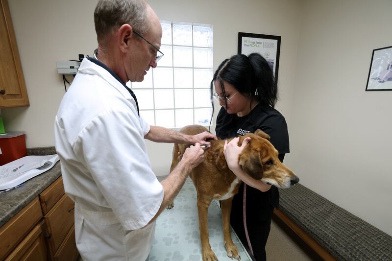 Dr. Mike Van Zomeren checks a dog with the help of Taylor Piper at Hunter Animal Hospital in West Valley City on Monday, Dec. 5, 2022.