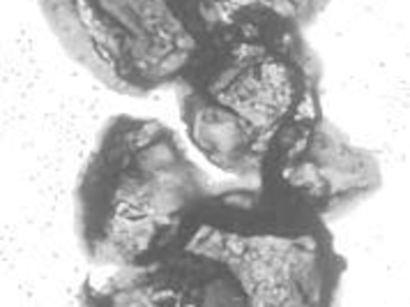 Microphotographs show a type of bacteria called cyanobacteria. Preserved in rock of the Uinta Mountains, they are part of a set of the earliest fossils ever found in Utah, dating to Precambrian era.