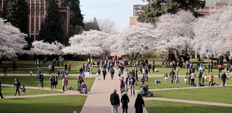 People walk past cherry blossoms on the first day of spring on the campus of the University of Washington in Seattle in 2018.