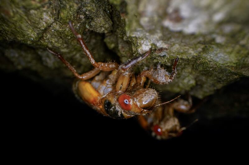 Brood X cicada nymphs in Washington.