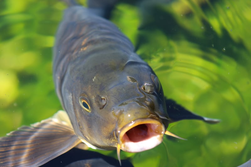 Pelican Lake will be closed to the public from Oct. 10 through Oct. 31 as crews with the Utah Division of Wildlife Resources rid the lake of carp.
