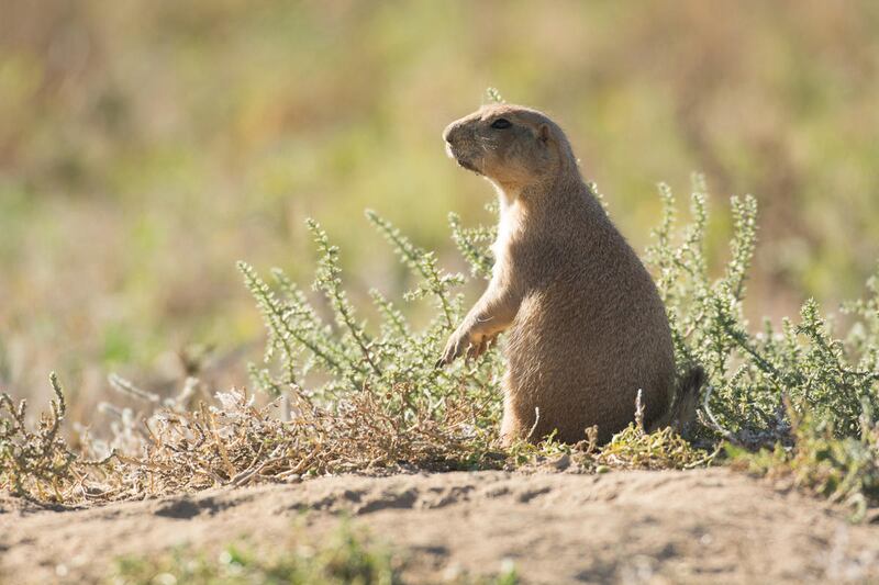 FILE"” A court decision striking down Utah's ability to manage endangered prairie dog populations is being criticized by state wildlife officials as a move in the wrong direction. Frustrated landowners say they will appeal the ruling.