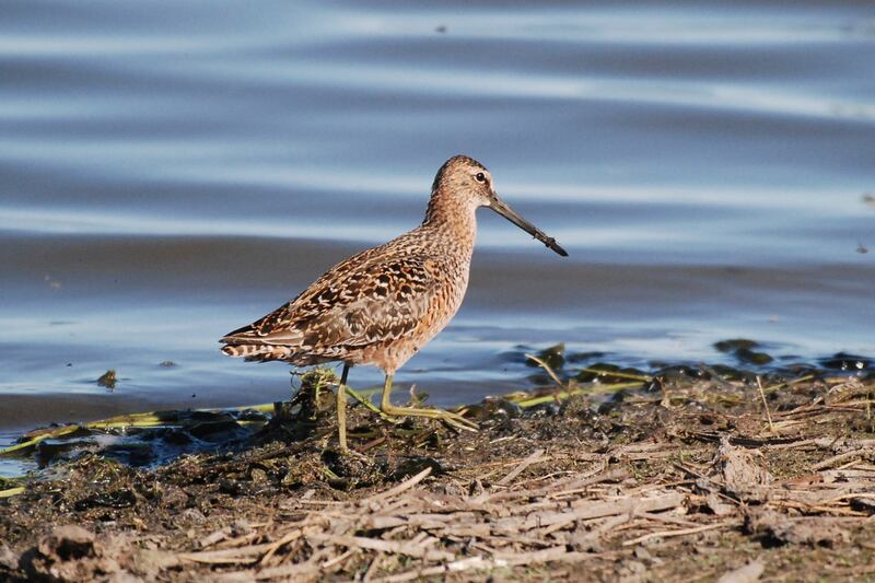 This photo provided by the U.S. Fish & Wildlife Service shows a Wilson’s Snipe bird at the Kern National Wildlife Refuge in California. The American Ornithological Society will begin to rename around 80 bird species starting in 2024.