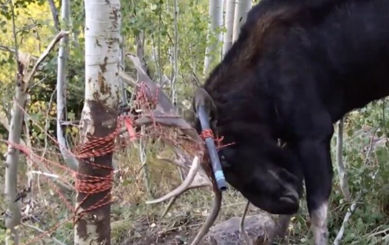 The Utah Division of Wildlife Resources recently shared a video that showed how staffers rescued a moose tangled in rope.