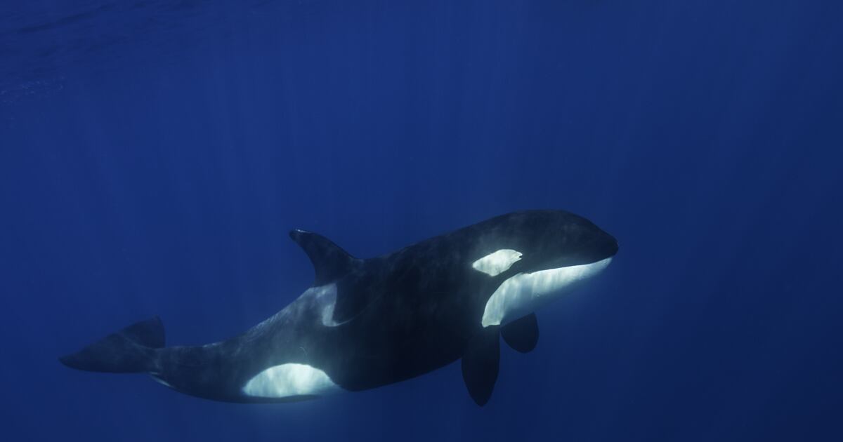 Seaworld Kayla SeaWorld orca Kayla dies at age 30, and no one knows why. How long do ...