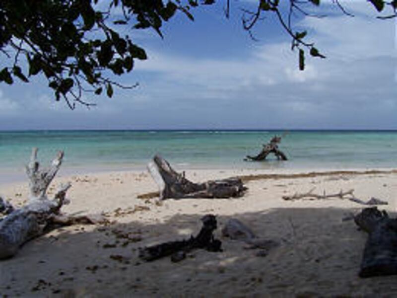 Remains of fallen trees litter the slowly disappearing beach near Laura, a village in the Marshall Islands. The owner of the beach park,<BR> Wilfred Kendall, Marshall's education minister, says he has also lost about 50 feet of property to erosion near