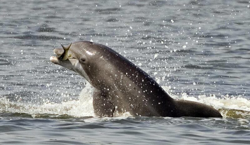 FILE- In this July 25, 2005 file photo, a porpoise leaps out of the water holding a fish while feeding in the Indian River in Titusville, Fla. Federal regulators say far too many porpoises in the Gulf of Maine are drowning in fishing gear, specifically gi