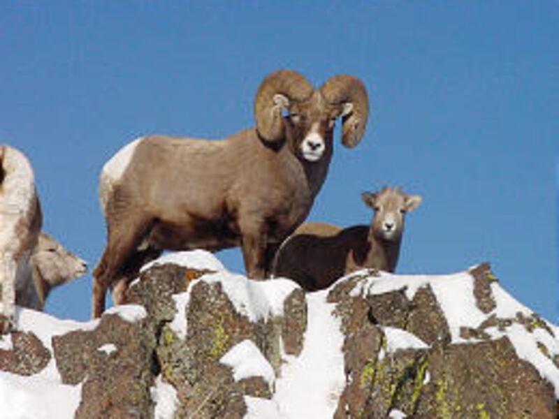 Abighorn ram and other sheep are shown in Hells Canyon, Idaho. Researchers plan to capture sick lambs this summer to find out why so many are dying.