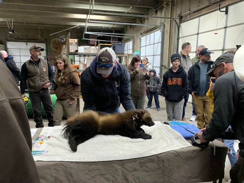 Utah Division of Wildlife Resources Wildlife Manager Jim Christensen examines a sedated wolverine in Ogden in 2022.