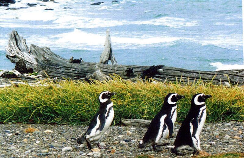 Penguins enjoy a summer stroll on Tierra del Fuego.