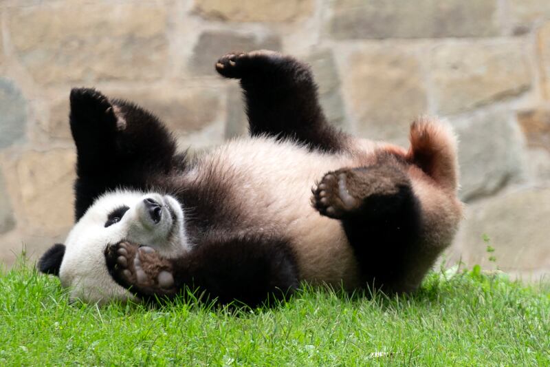 Giant panda Xiao Qi Ji plays at his enclosure at the Smithsonian National Zoo in Washington, on Sept. 28, 2023.