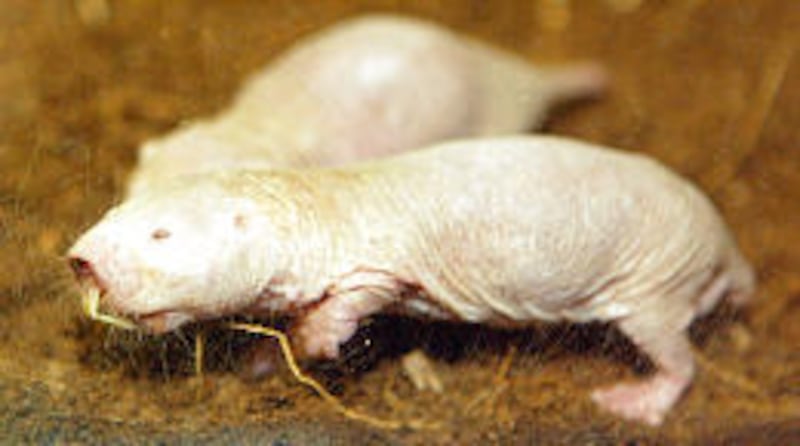 A naked mole-rat scurries around cage at the Knoxville Zoo where visitors have been transfixed by the animals' nonstop movement and unusual characteristics. They are especially popular with children.