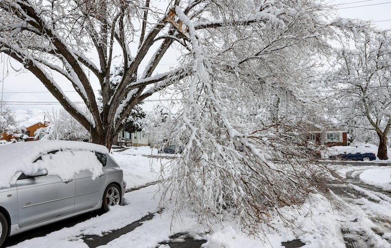 Tree limbs snapped by snow from a winter storm is pictured in the Avenues neighborhood of Salt Lake City on March 6, 2022.