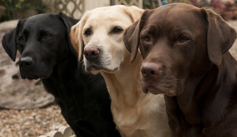 The American Kennel Club, which keeps track of dog registries and rankings, just released the country’s most popular dog breeds.