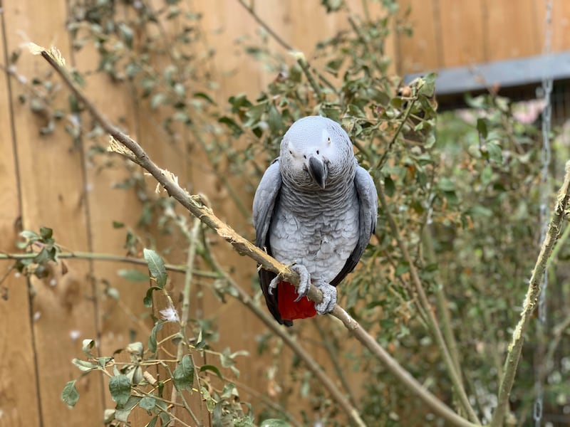 This photo taken on Saturday Sept. 26, 2020 and issued by Lincolnshire Wildlife Park shows an African grey parrot at Lincolnshire Wildlife Centre in Friskney, England, one of five who were separated as keepers say they were encouraging each other to swear. Billy, Eric, Tyson, Jade and Elsie joined Lincolnshire Wildlife Centre’s colony of 200 grey parrots in August, and soon revealed a penchant for blue language.
