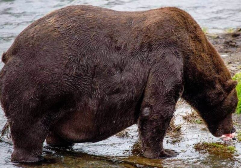 Bear 474 was one of the finalists of this year's #FatBearWeek.