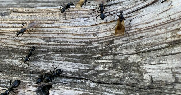 Certain Ants Why are some ant species disappearing from Colorado? – Deseret News