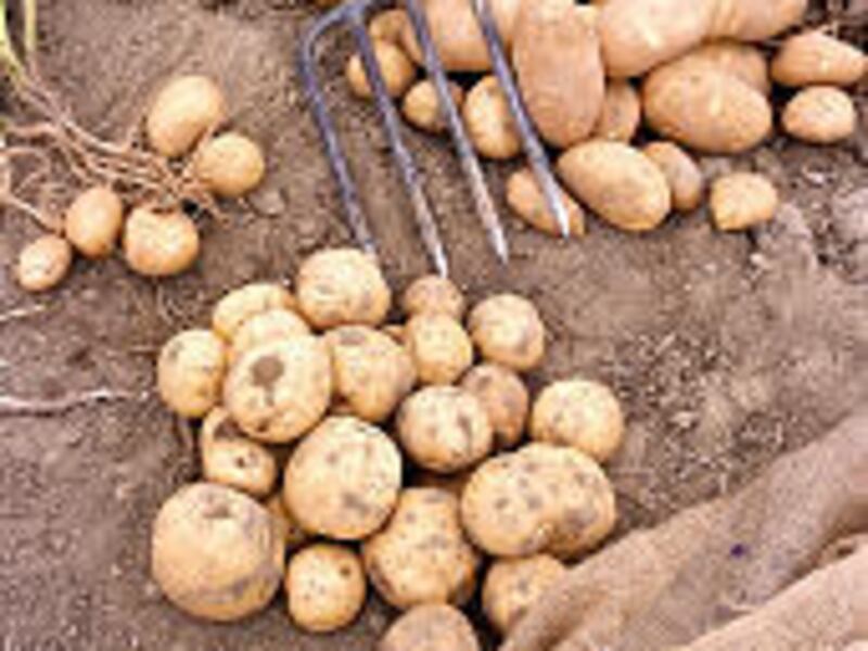 Potatoes are ideal for baking, mashing and French fries.