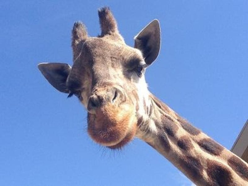 Daphne was the oldest giraffe in North America at 31 years old. She arrived at the Hogle Zoo in 1985 and was euthanized on Tuesday, May 24, 2016, due to poor health.