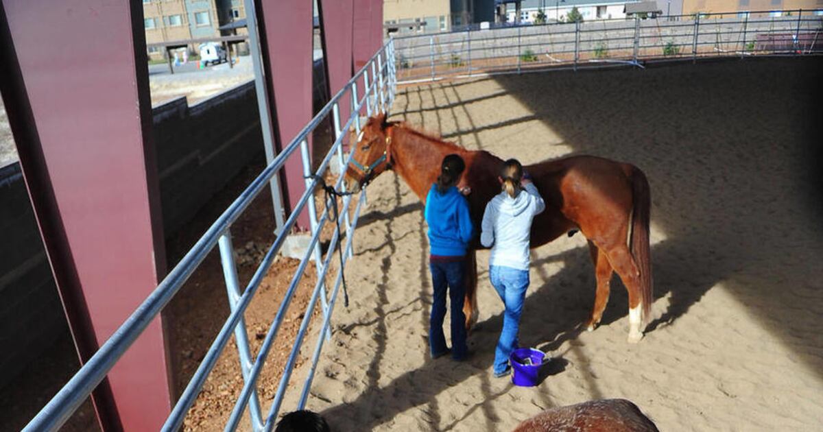 Ariz. school starts equine, agriculture classes Deseret News