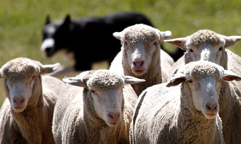 5-year-old Monte competes in the 2011 Soldier Hollow Classic Sheepdog Trial Championships in Utah in 2011.
