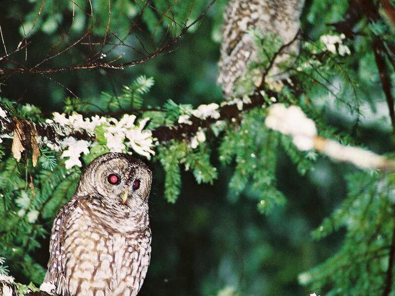 FILE - In this June 7, 2004 file photo, a male hybrid owl, produced from a Northern spotted owl and a barred owl, sits on a branch in the Willamette National Forest outside Lowell, Ore., as one of its offspring is shown in the background. More than 20