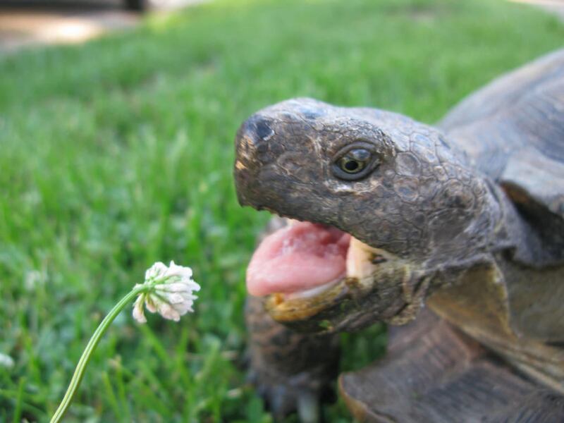 Clover is a great plant to feed your desert tortoise.