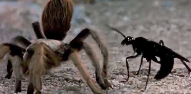 The bug, which has been seen all the way from Logan, is a native to almost every continent. The females, who have the stinger, aren’t always aggressive, but can offer a pretty painful...