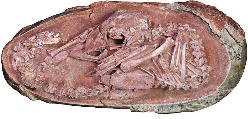 The fossilised oviraptorosaur dinosaur embryo curled up in its egg was discovered in China.