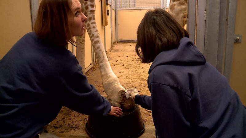 Zookeepers and veterinarians at Utah's Hogle Zoo apply germ-fighting medications Kipenze's foot. The giraffe broke one toe bone, or claw, many years ago. But she apparently began shifting her weight to another claw and it led to damage in that one, too.