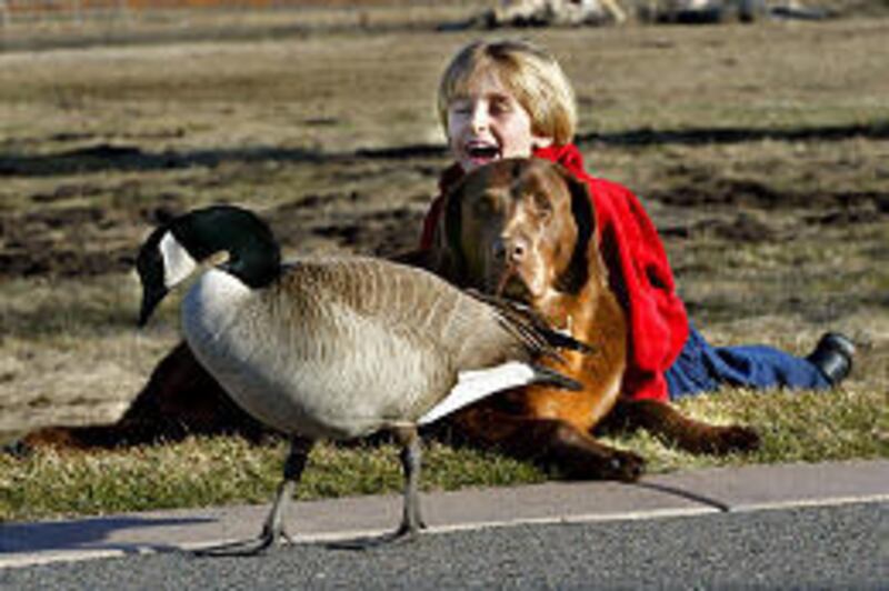 Danny Craig hangs out with Max and a new friend -- a Canada goose the family has named Maxine -- outside the Craigs' home in Park City.