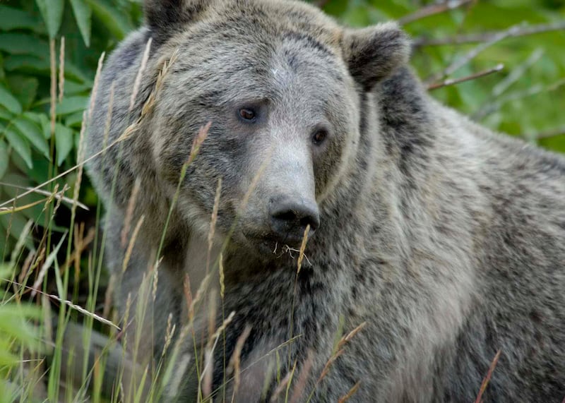 A female grizzly bear is pictured eating grass in this undated handout photo.