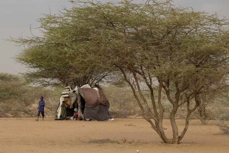 Picture shows a thorny acacia tree in Kenya
