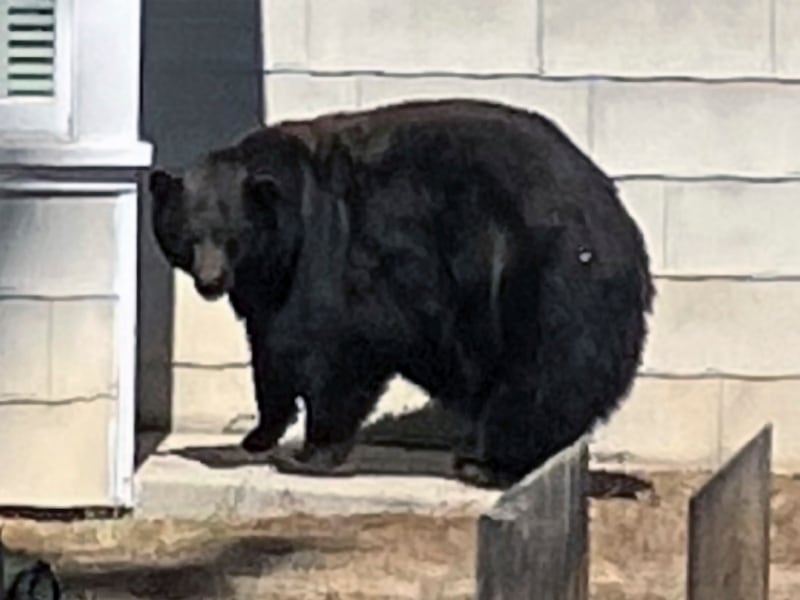 This undated photo provided by the California Department of Fish and Wildlife shows the South Lake Tahoe conflict bear 64F. The California Department of Fish and Wildlife confirmed that the bear, known as Hank the Tank, has been captured.