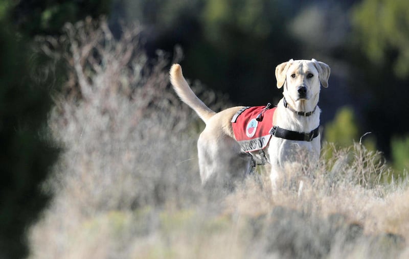 Taz, a Sandia Search Dog, owned by Mary Berry, practices finding people in the Sandia foothills near La Cueva, N.M. picnic area on Oct. 22, 2011. Sandia Search Dogs is an Albuquerque-based, 12-year-old all-volunteer organization that provides wilderness