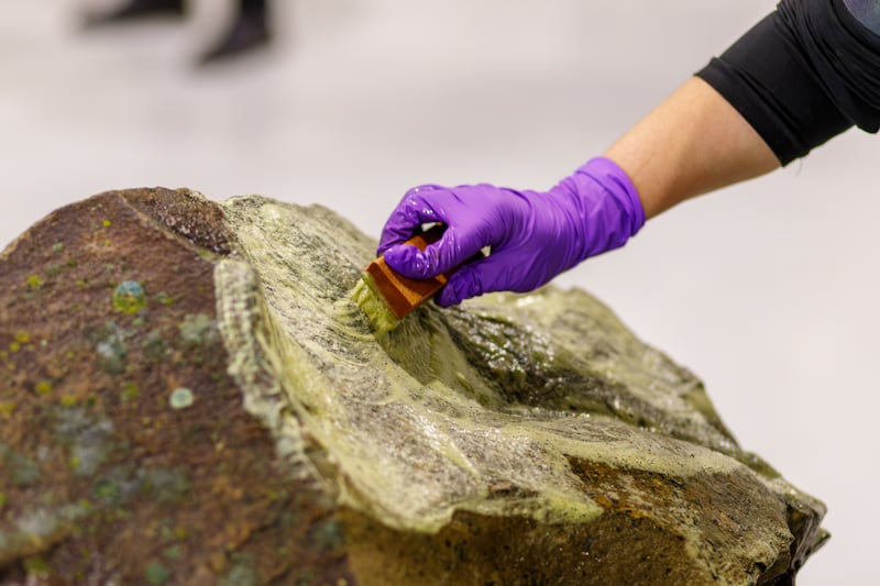 An objects conservator carefully cleans this lichen-covered rock petroglyph on Tuesday, December 9, 2025, in Provo, Utah.