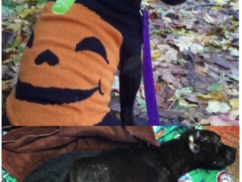 Before and after: A 3-year old pit bull terrier became a local celebrity last summer after she was found covered in fleas and her own waste, unable to walk, weighing only 19 lbs. Today, she passed her Canine Good Citizen test, and is ready for Halloween.