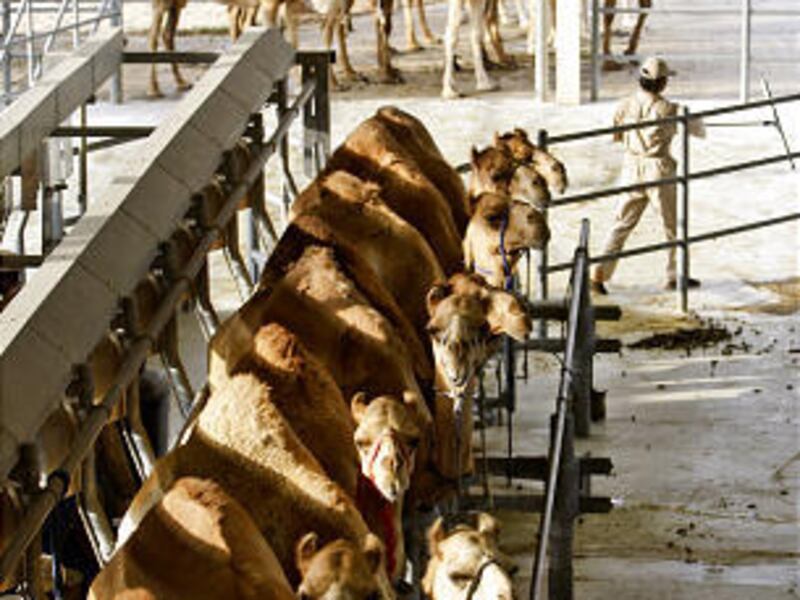 Camels are milked with automated machinery at the Camelicious farm in Dubai, United Arab Emirates. Camel milk is relatively high in vitamin C.