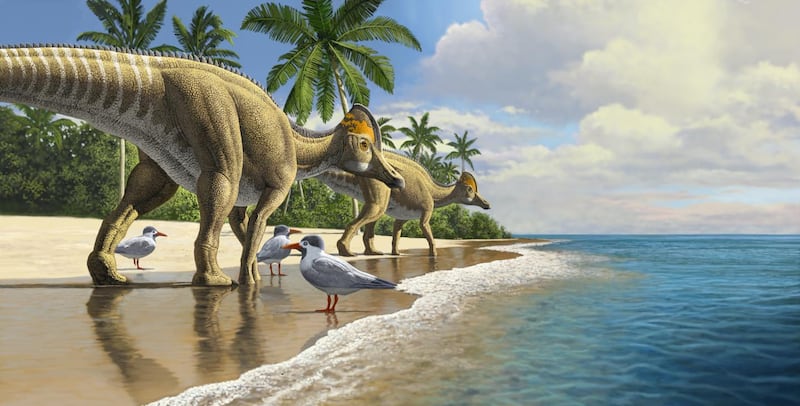 Duckbill dinosaurs evolved in north America, spreading to South America, Asia, Europe, and finally Africa