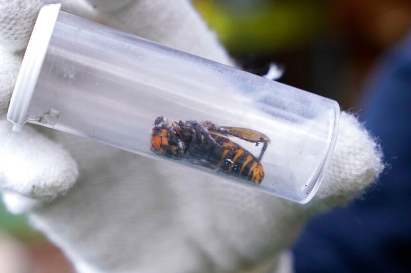A Washington State Department of Agriculture worker displays an Asian giant hornet.
