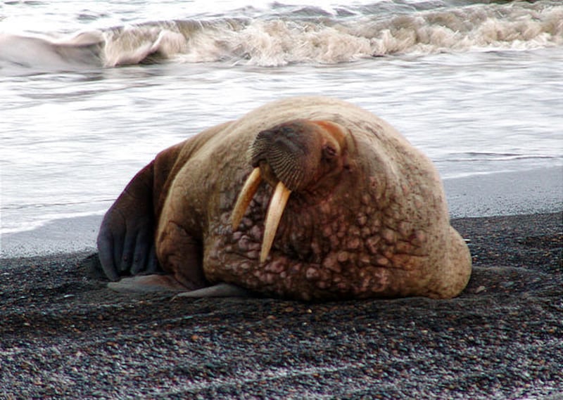 A walrus rests on the beach in Barrow, Alaska. Scientists are expressing alarm at the appearance of thousands of walruses on Alaska’s northwest coast, a dramatic demonstration of the effects of diminished Arctic sea ice brought on by global warming.