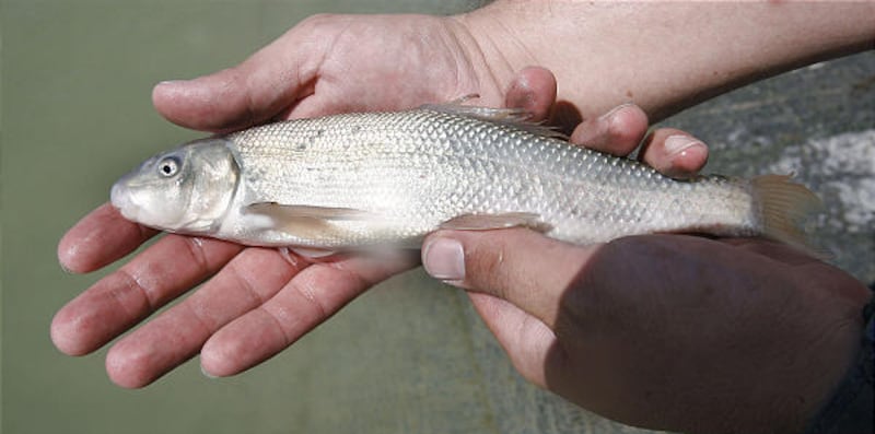 The June sucker, which lives only in Utah Lake and its tributaries, has made an appearance near Springville.