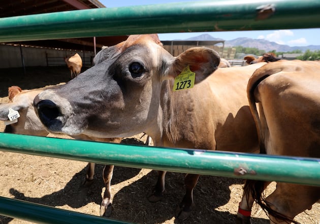 Utah farms generated $2.3B in a year, new report finds